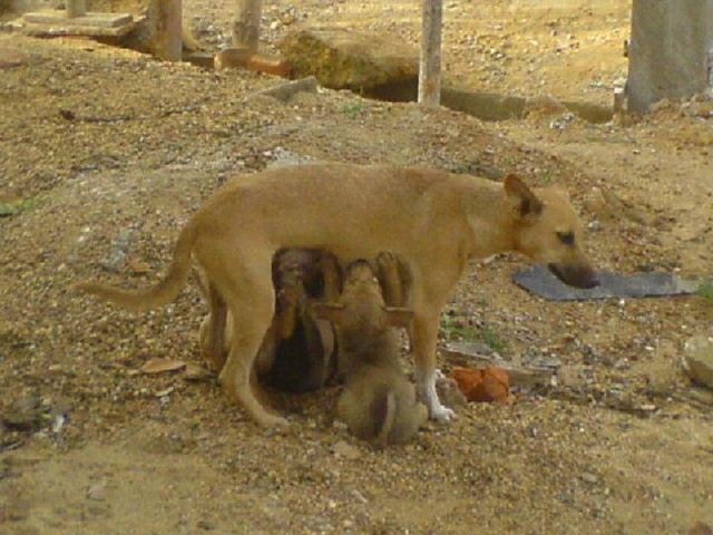 Junge Hunde saugen Milch.jpg